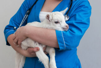 Selenium Deficiency and White Muscle Disease in Goats